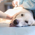 Breuer Ilona Hundephysiotherapie