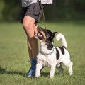 Bunte Hunde Hundetraining