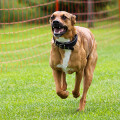 Bunte Hunde Hundetraining