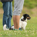 Bunte Hunde Hundetraining