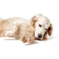 Canes Sani – Gesunde Hunde Gabriele Engelbart