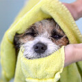 Canis-Mino Ihr Hundesalon Hundesalon
