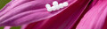 Logo Weitzdörfer, Catherine