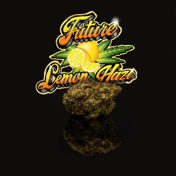 CBD Blüten kaufen Nordrhein Westfalen Future Lemon Haze