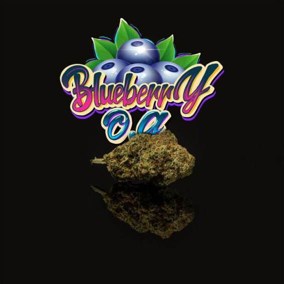 CBD Blüten kaufen Hamburg Blueberry O.G.