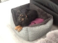 Bild: Chico Bello Hundesalon Annette Lindemann in Dortmund