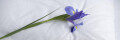 Logo Christl