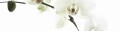 Logo Cosmetics am Talweg - Monika Gundlach
