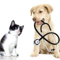 Covasala und Sommer Tierarztpraxis