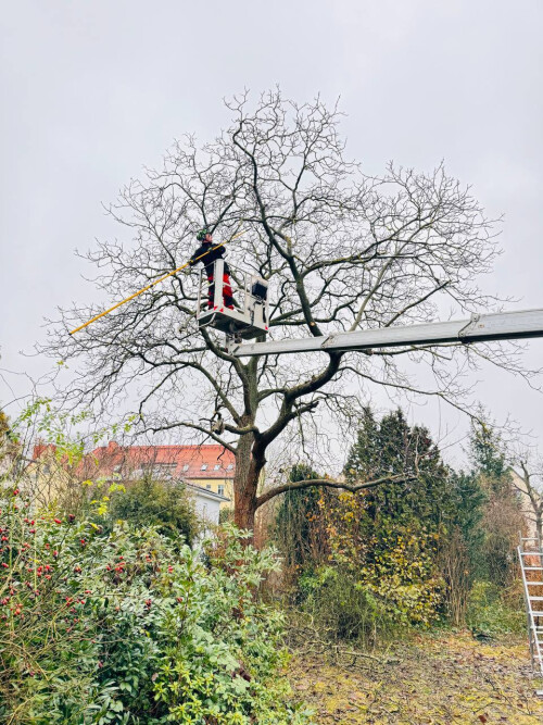 Daniel Kronenkürzung
