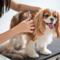 Die Mobile hundefriseurin