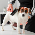 Die Mobile hundefriseurin