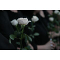 Die weiße Lilie Bestattungsdienst