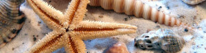 Logo Diekelmann, Katrin