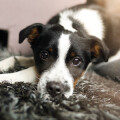 DINGO Hundebetreuung - Gassiservice | Hundeausführservice | Dog Walking |