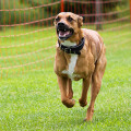 Dog Vitality Wolfgang Wurm Hundephysiotherapeut