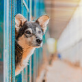 Doginson "Urlaub für den Hund"