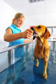 Logo DogWash Stuttgart