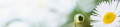 Logo Domesticus GmbH