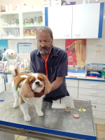 Tierarztpraxis Dr.med.vet.H. Difabachew Tierarztpraxis Dr.med.vet.H. Difabachew
