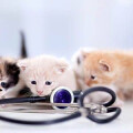 Dr. med. vet. Margot Stampka Tierarztpraxis