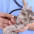 Dr. med. vet. Sabine Rüther Tierärztliche Praxis für Kleintiere
