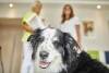 Bild: Dr. med.vet. Silke Mehlhose-Koch Tierärztin