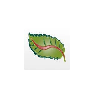 Dr.med.dent. Dana Triebel-Regenhardt Zahnärztin