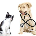 Dr.med.vet. M.-L. Schindler Fachtierärztin für Kleintiere