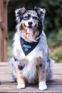 Officedog Cooper