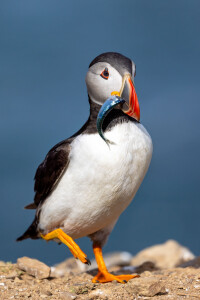 Puffin with one fish