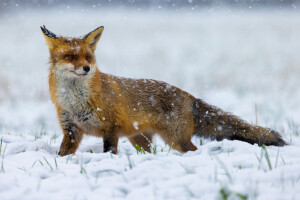 Fox in snow
