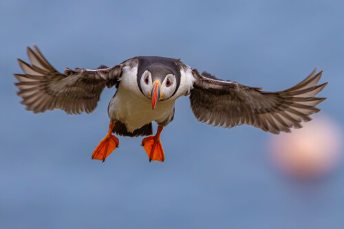 Puffin in flight