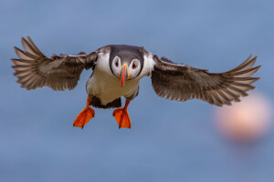 Puffin in flight