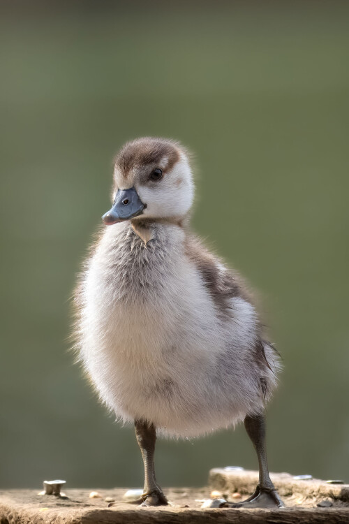 Egyptian Gosling