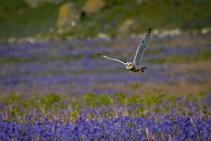 Short eared owl flying over bluebells