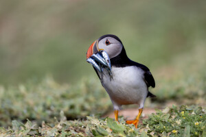 Puffin wiht many fish