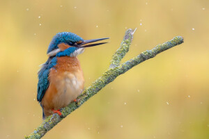 Kingfisher