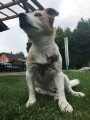 Bild: Erich Crispien prakt. Tierarzt in Braunschweig