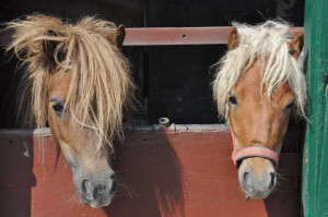 Ponys auf dem Bauernhof