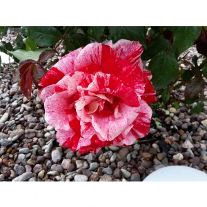 Fleischerei Burggraf