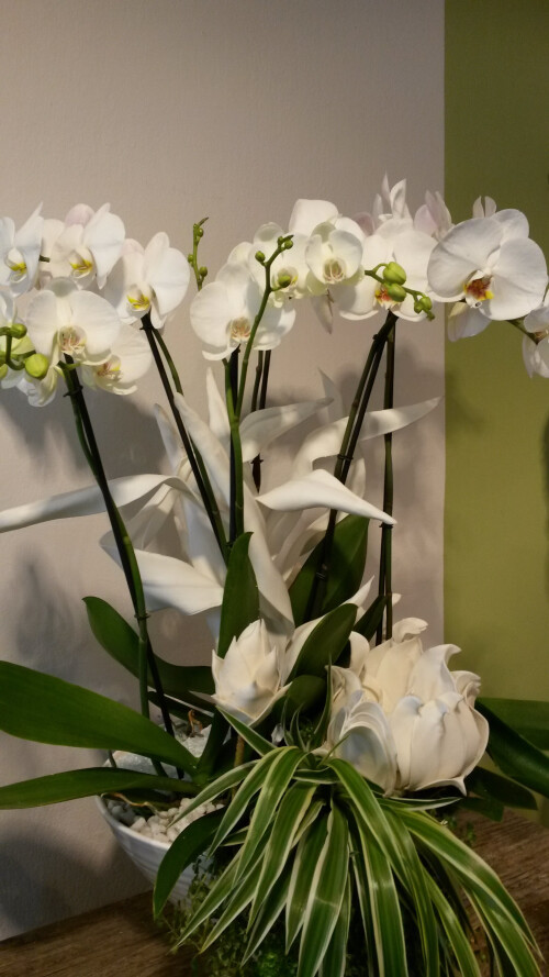 Orchidee