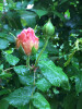 Bild: Florales Kirsten Berenz Blumen