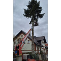 Forst- & Baumpflegeteam Lehnert