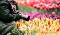 Tulpenfeld Fotografieren