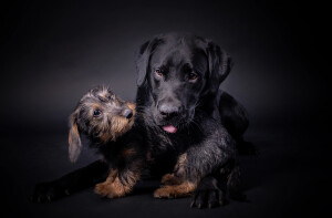 Hundefotografie-Klick-Moment-Fotostudio-Gera-Zwoetzen-Buergerhof.jpg