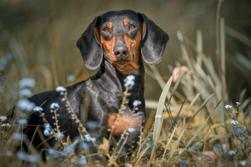 Hunde-Shooting-Outdoor-Klick-Moment-Fotostudio-Gera-Zwoetzen-Buergerhof.jpg