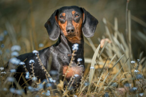 Hunde-Shooting-Outdoor-Klick-Moment-Fotostudio-Gera-Zwoetzen-Buergerhof.jpg