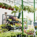 Gärtnerei Sieben Pflanzenverkauf