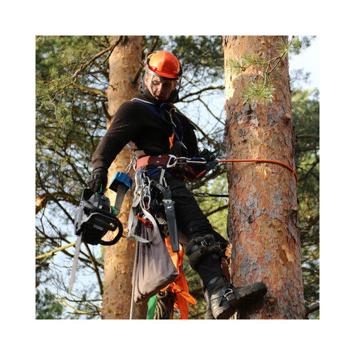 Baumfällung mit Seilklettertechnik